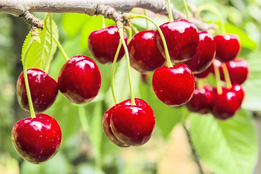 A Yummy Food to Help Reduce Pain & Inflammation