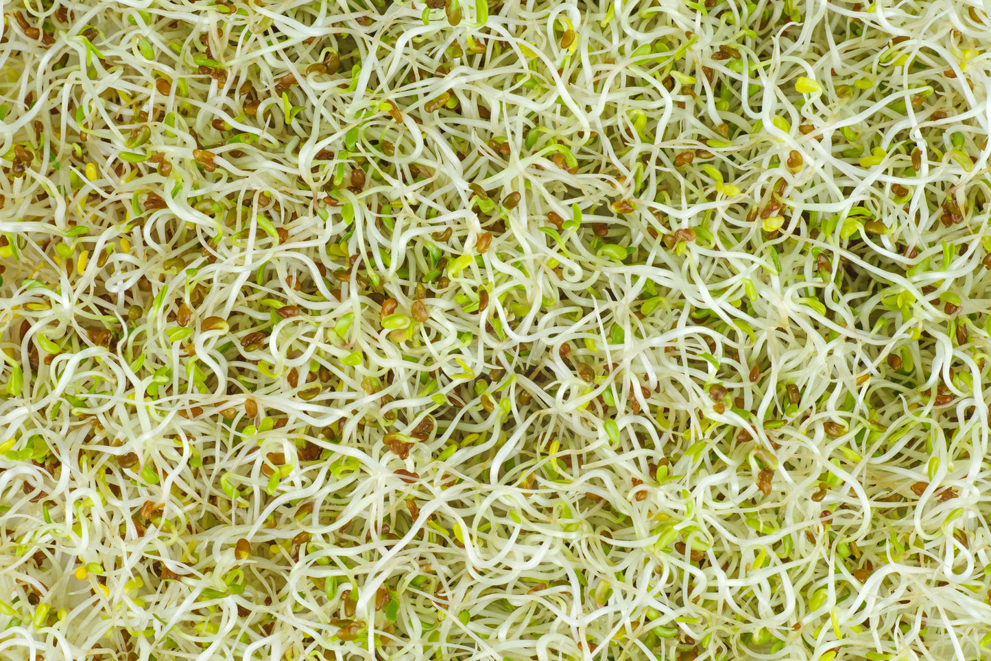 Organic Sprouting Seeds 30g