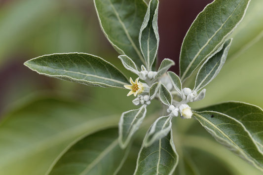 The Amazing Benefits of Ashwagandha