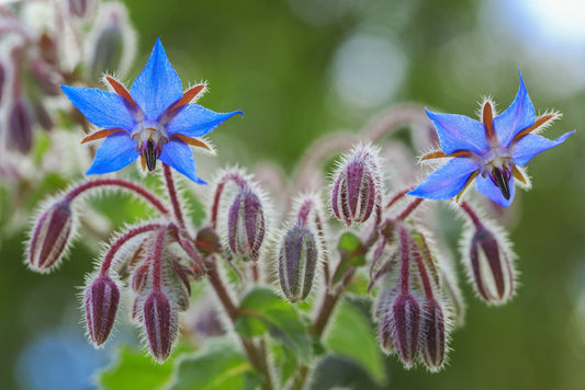 The Benefits of Borage