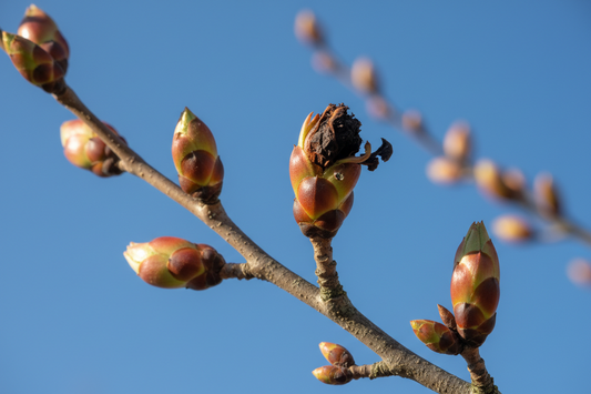 Nipping Sickness in the Bud