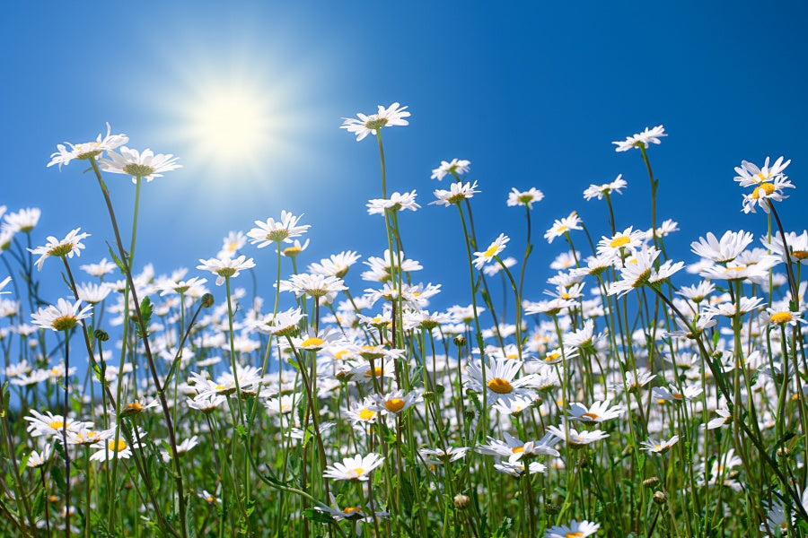 The Many Uses and Benefits of Chamomile