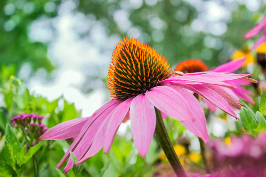 The Health Benefits of Echinacea