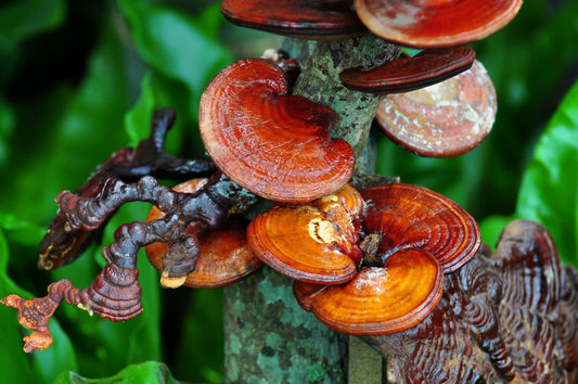 The Amazing Benefits of Reishi