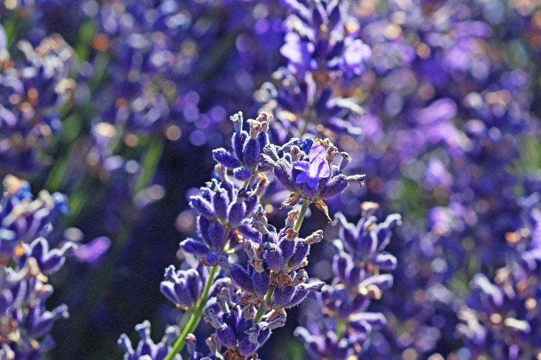 Five Very Useful Uses for Lavender