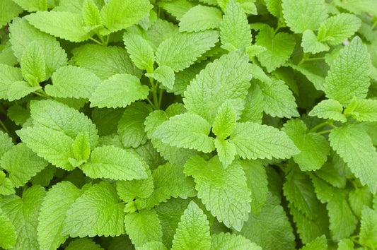 The Many Healing Benefits of Lemon Balm