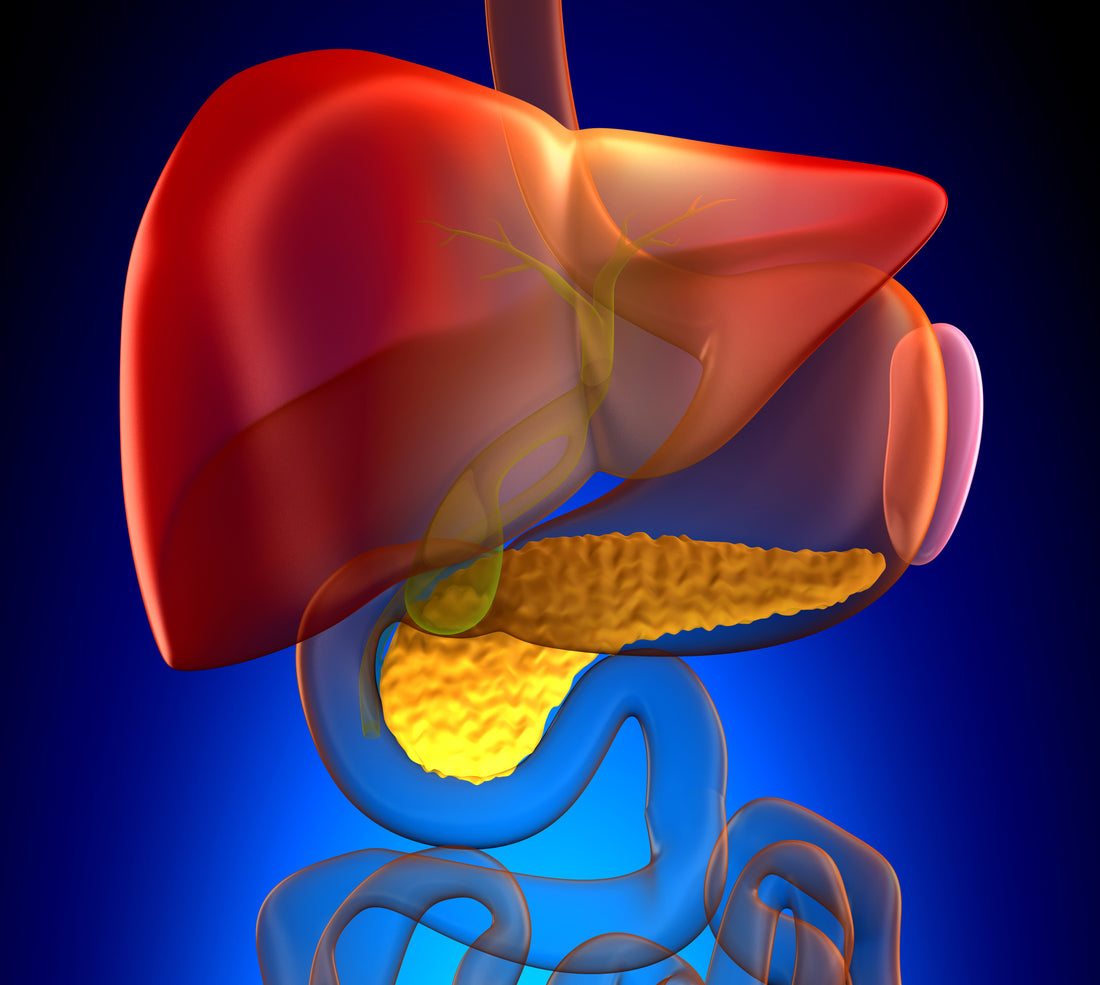 What Your Liver Does & Natural Ways to Help It