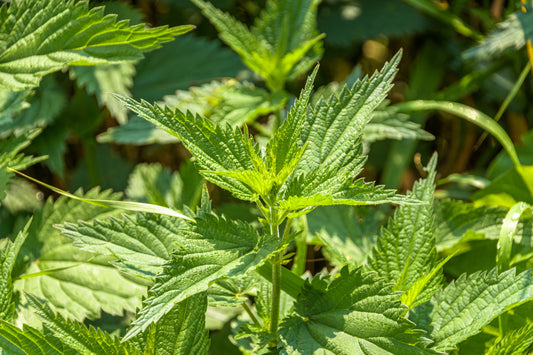 The Many Health Benefits of Nettle
