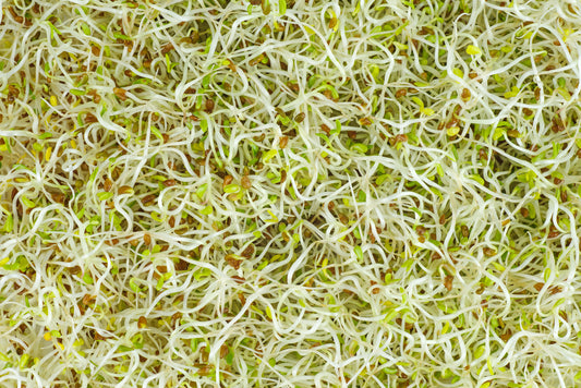 Organic Sprouting Seeds 30g